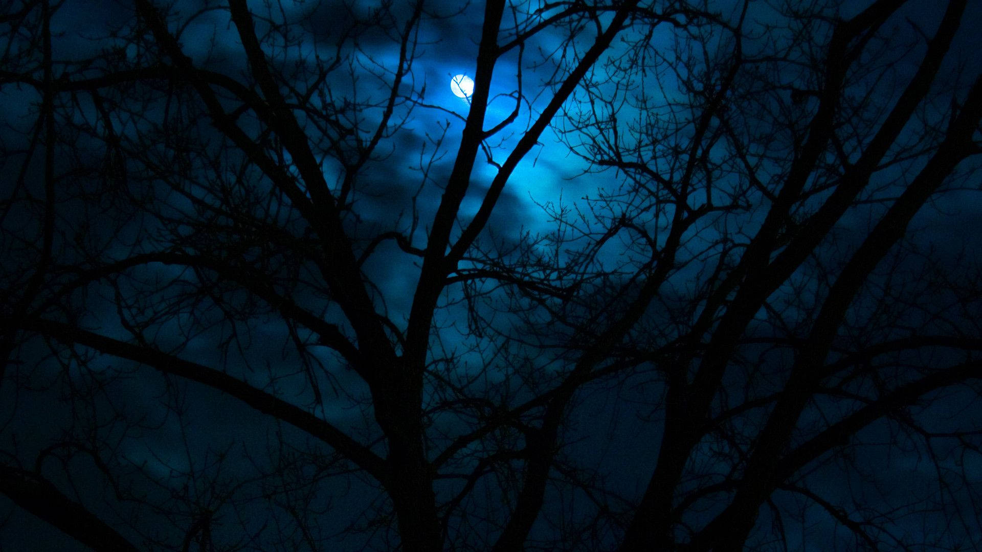 Beautiful Dark Sky With Tree Silhouette