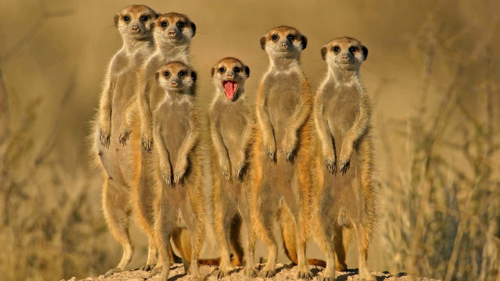 Beautiful Desktop Animal Adorable Meerkats Background