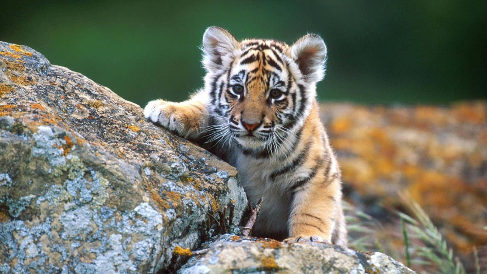 Beautiful Desktop Animal Baby Tiger Background