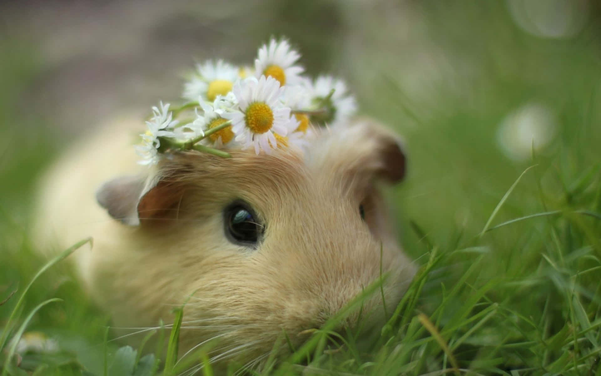 Beautiful Desktop Animal Bunny With A Flower Crown