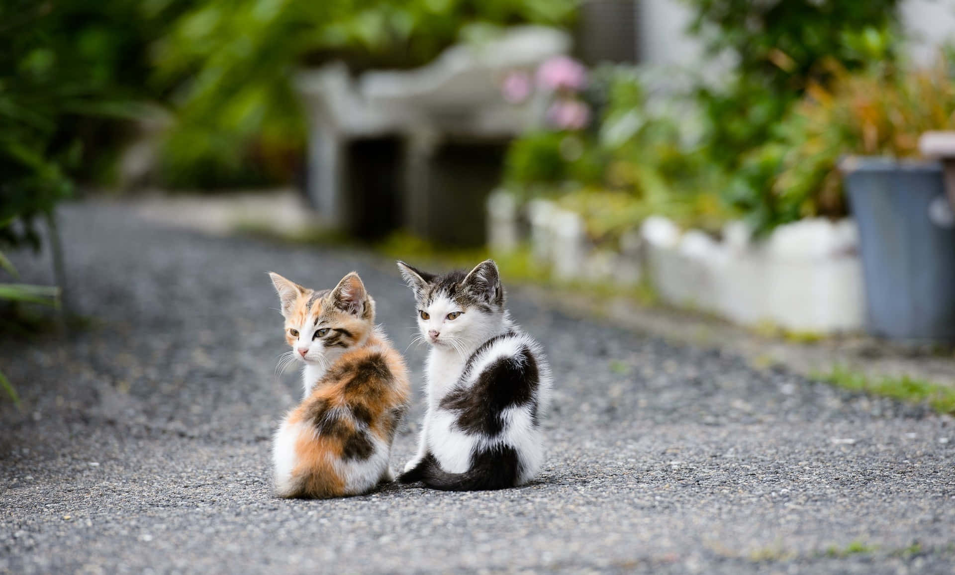 Beautiful Desktop Animal Cats Outdoors Background