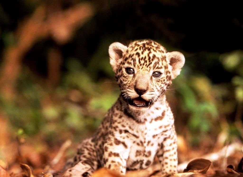 Beautiful Desktop Animal Cute Baby Jaguar Background