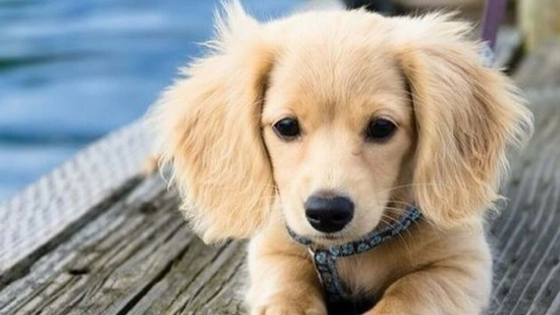 Beautiful Desktop Animal Dachshund Puppy Background