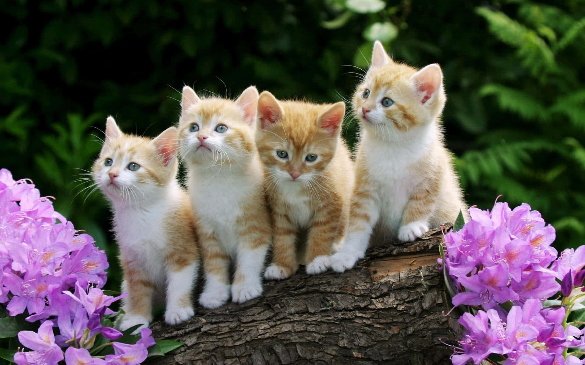 Beautiful Desktop Animal Four Ginger Cats Background