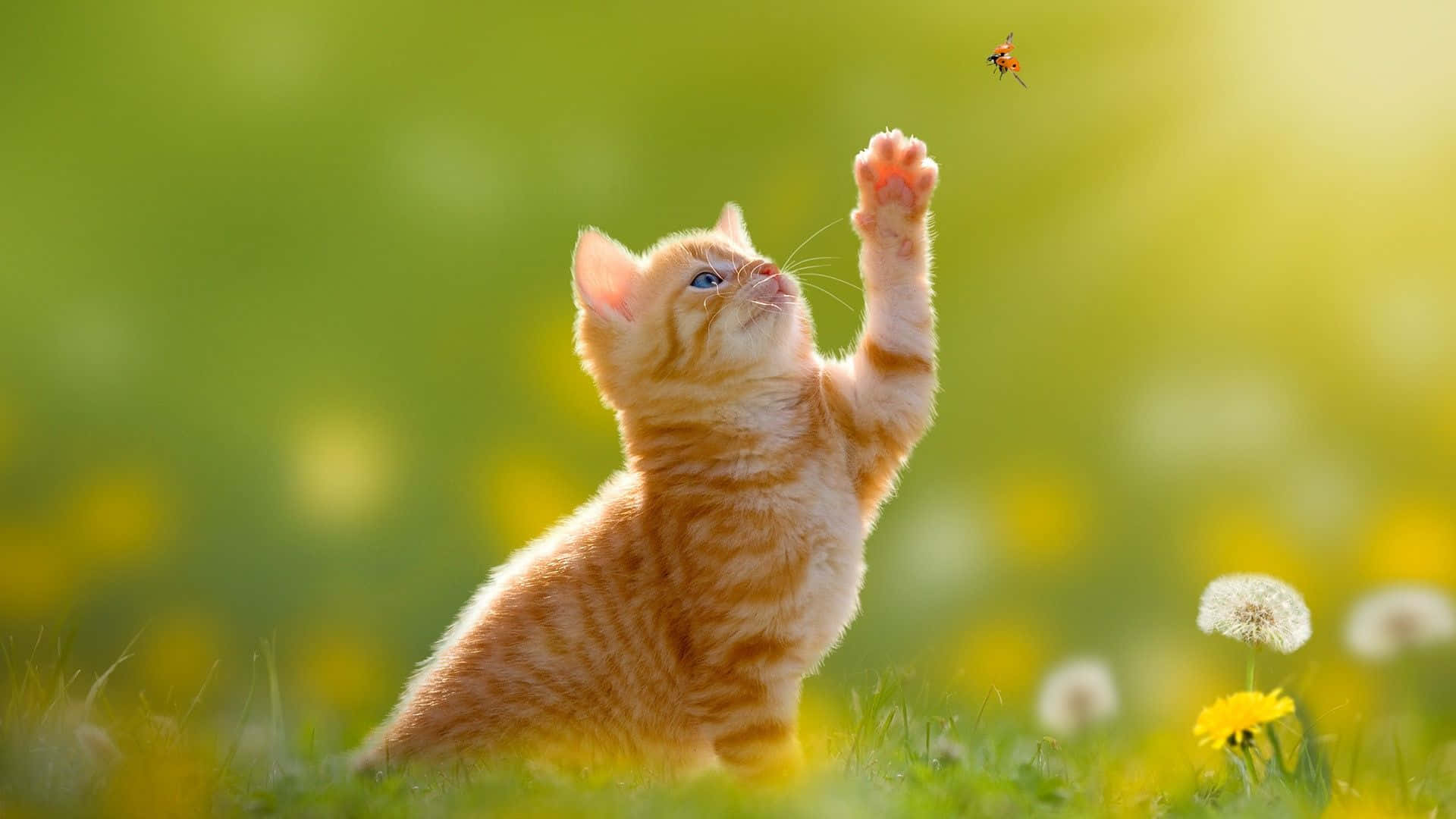 Beautiful Desktop Animal Ginger Cat Catching A Bug