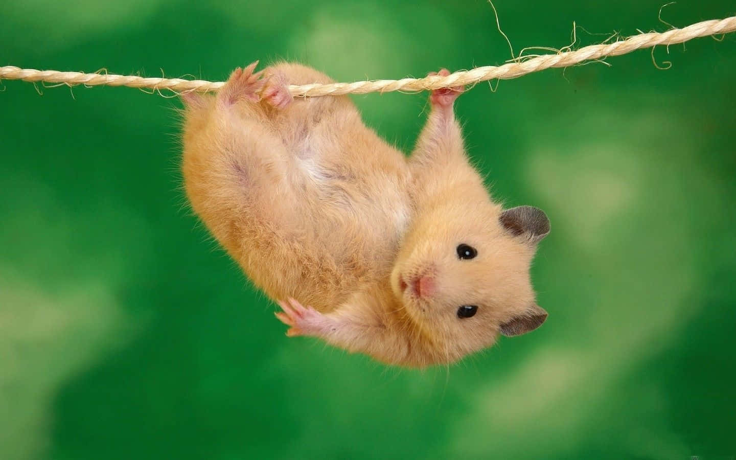 Beautiful Desktop Animal Hamster On A Rope Background