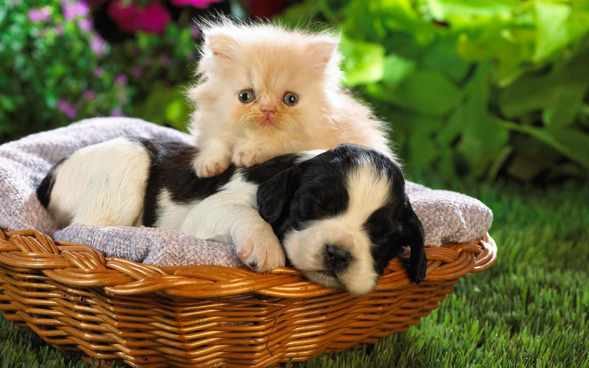 Beautiful Desktop Animal Kitten And A Puppy Background