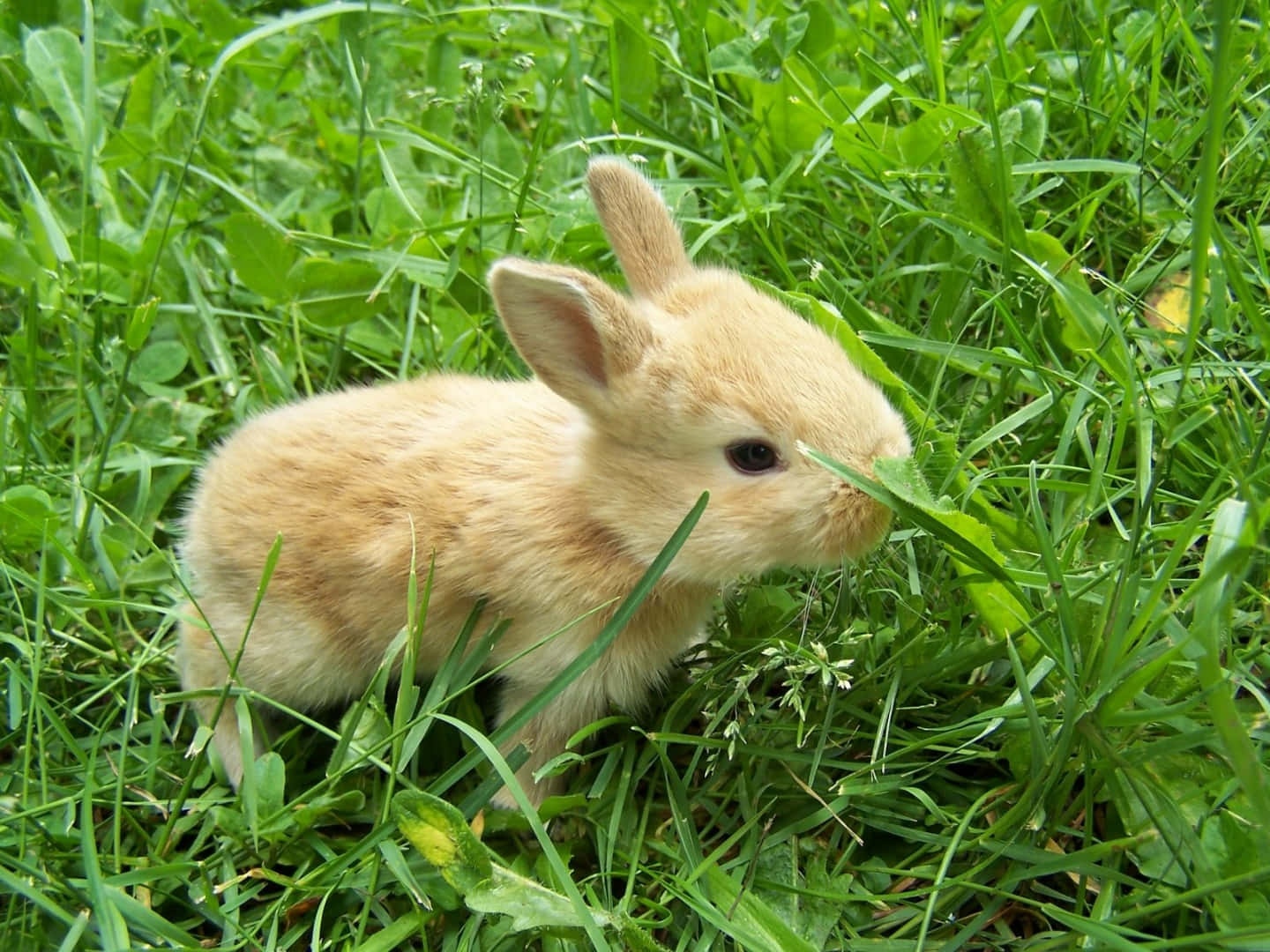 Beautiful Desktop Animal Little Bunny On The Grass Background