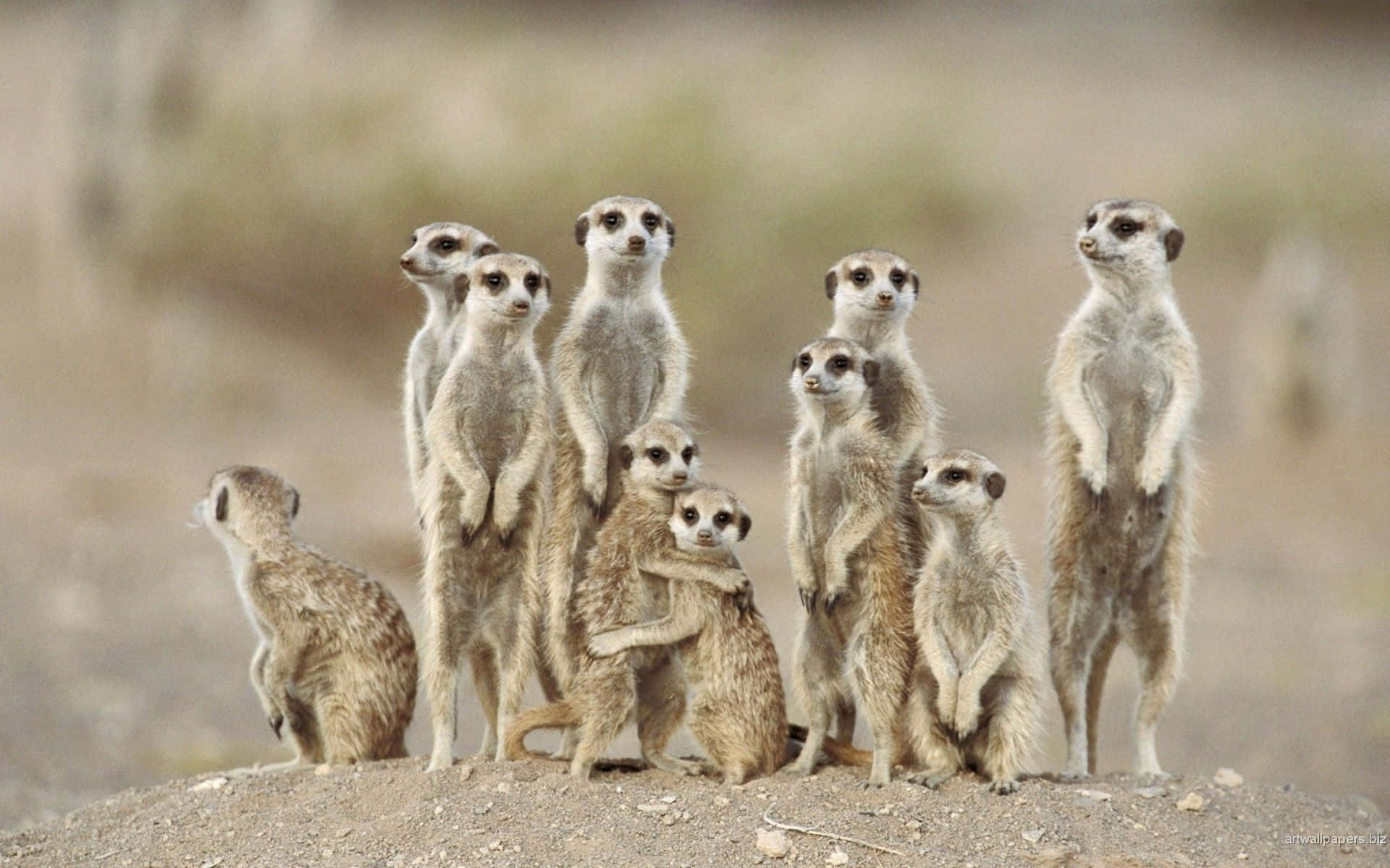 Beautiful Desktop Animal Meerkat Family Background