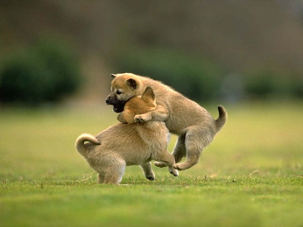 Beautiful Desktop Animal Puppies Playing Background