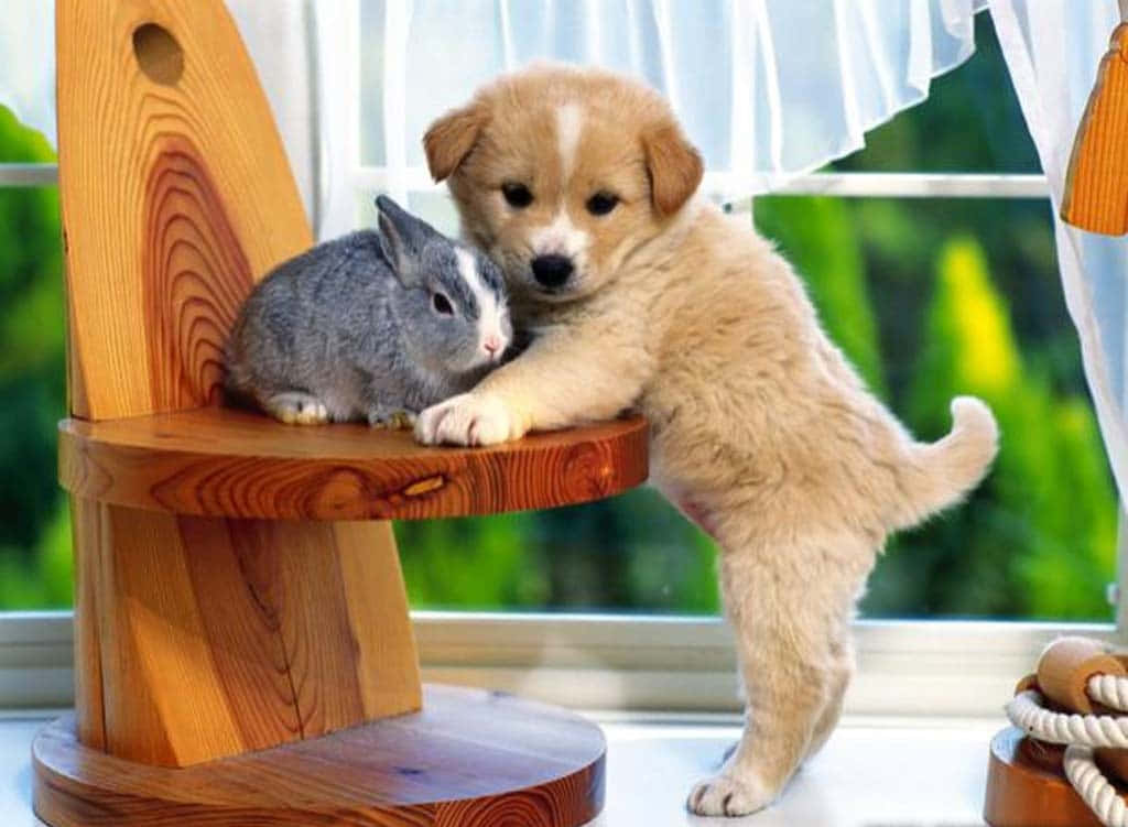Beautiful Desktop Animal Puppy And A Rabbit Background