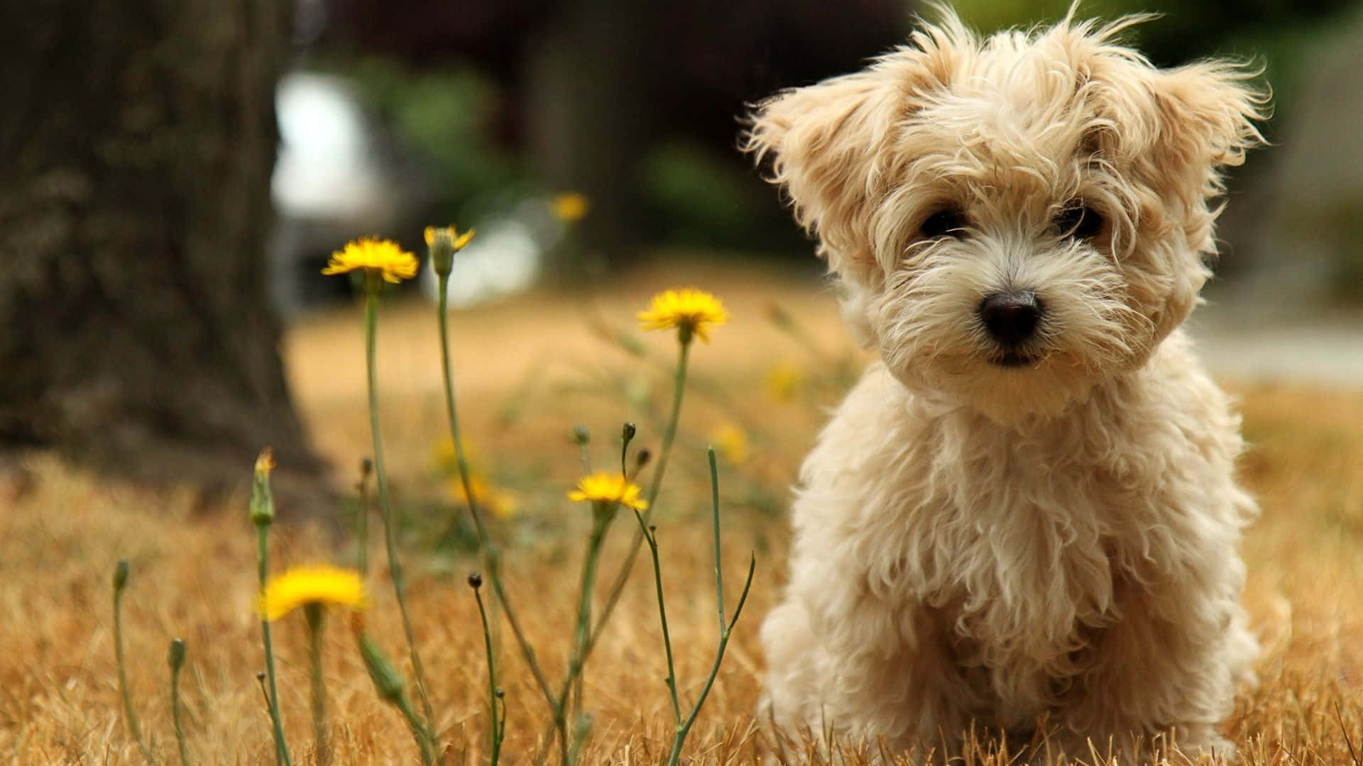Beautiful Desktop Animal Puppy With Yellow Flowers Background