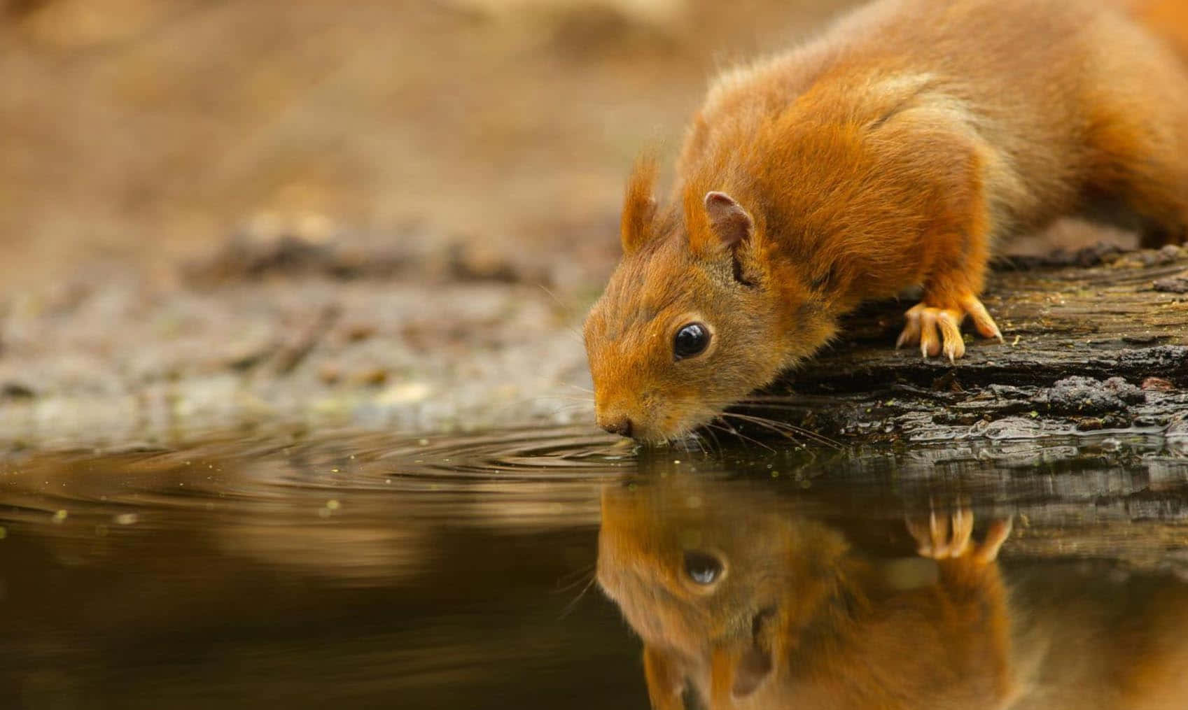 Beautiful Desktop Animal Red Squirrel Background