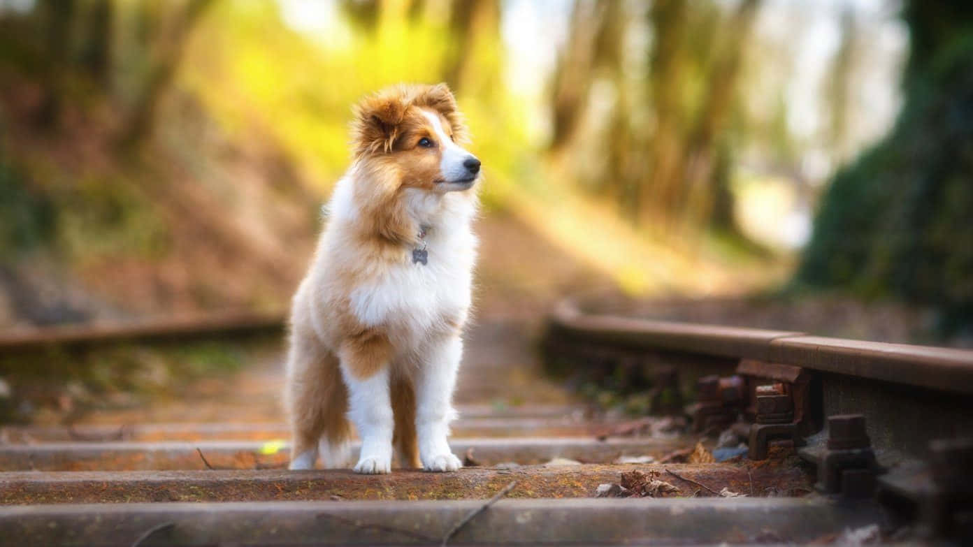 Beautiful Desktop Animal Shetland Sheepdog Background