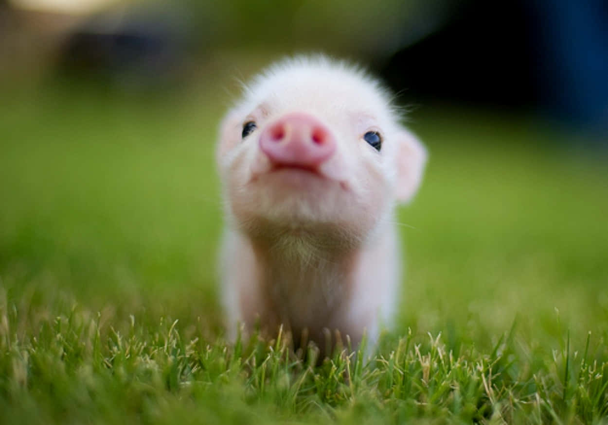 Beautiful Desktop Animal Tiny Little Piglet Background