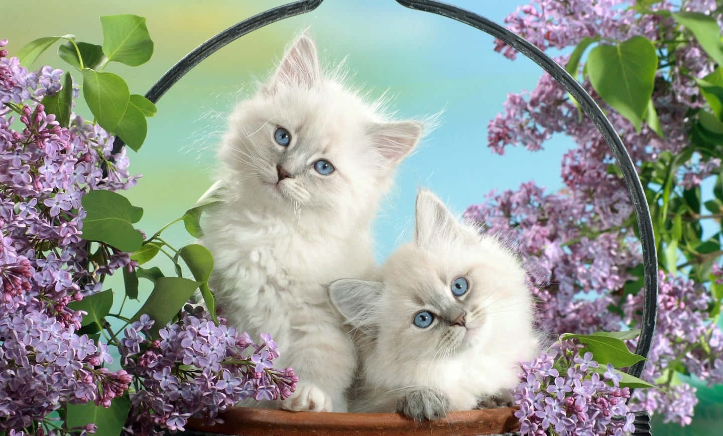 Beautiful Desktop Animal White Cats On A Flower Basket Background