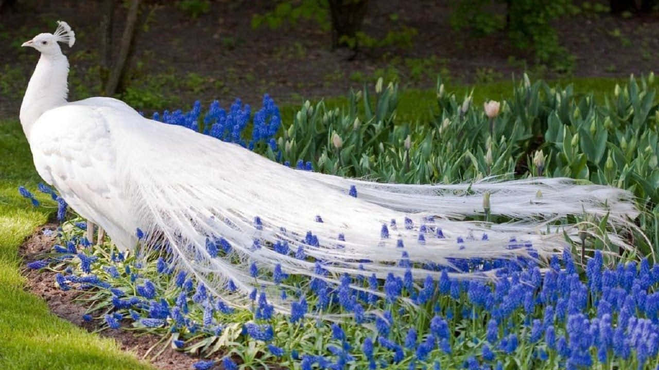 Beautiful Desktop Animal White Peafowl On The Garden Background