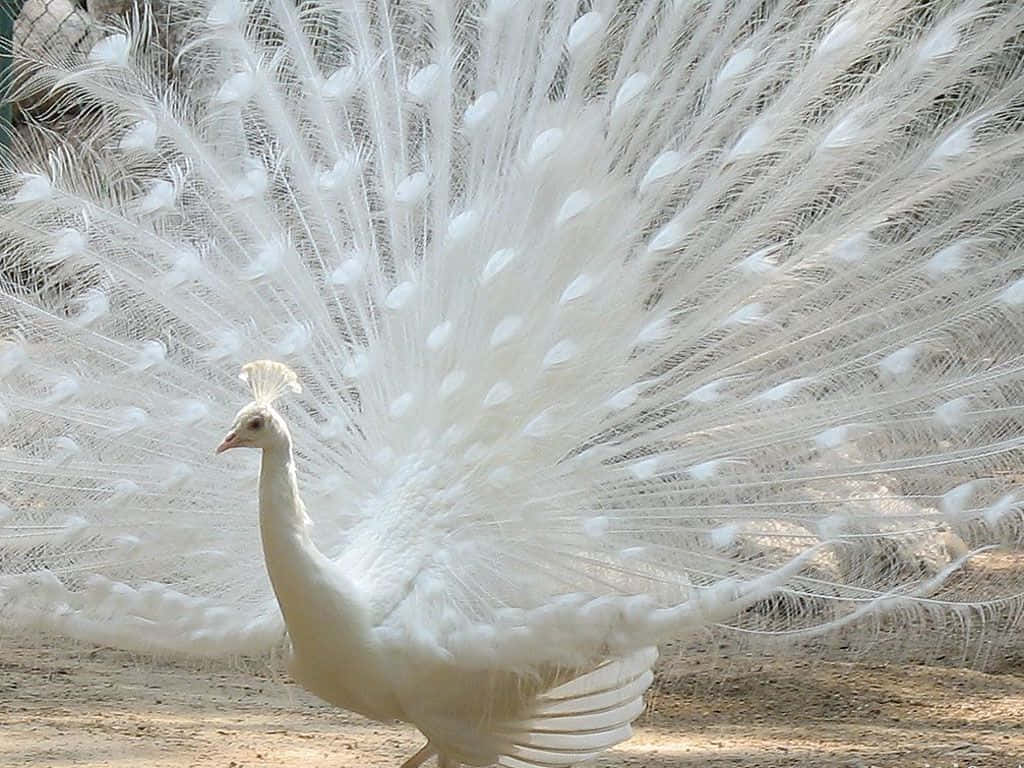 Beautiful Desktop Animal White Peafowl Background