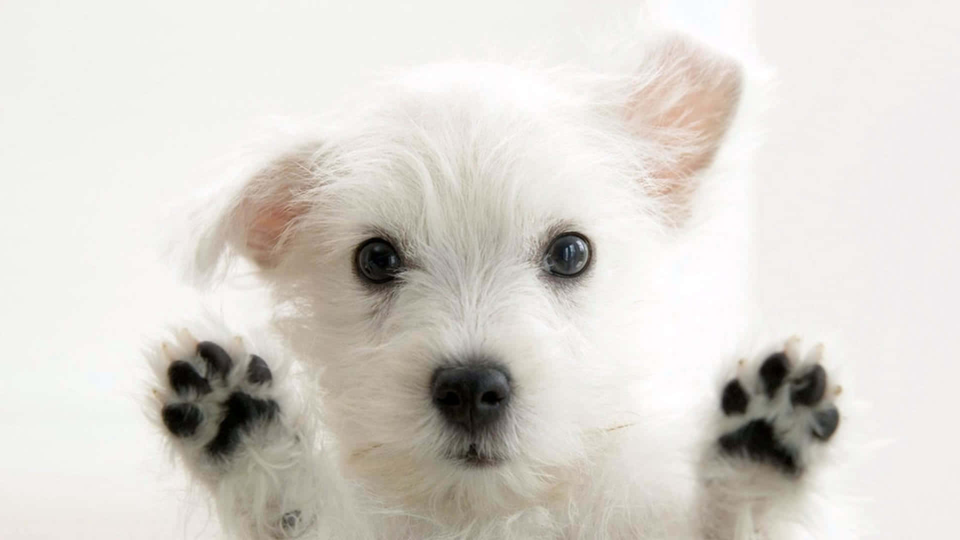 Beautiful Desktop Animal White Puppy Background