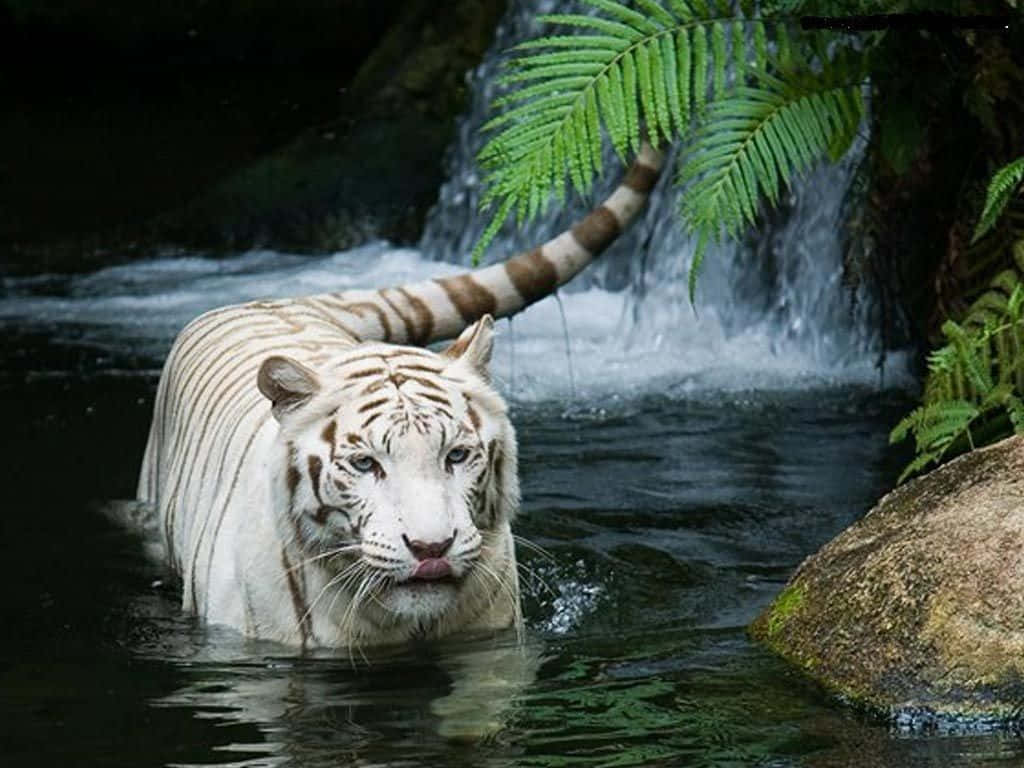 Beautiful Desktop Animal White Tiger Background