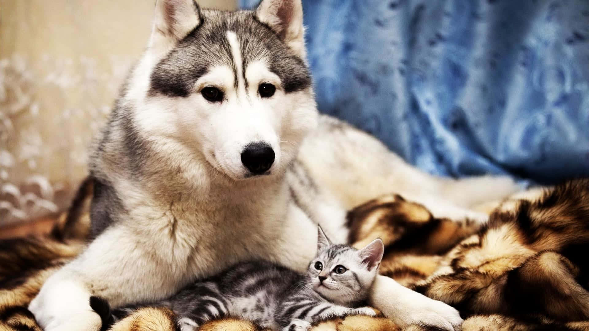 Beautiful Desktop Animals Dog And Kitten Background