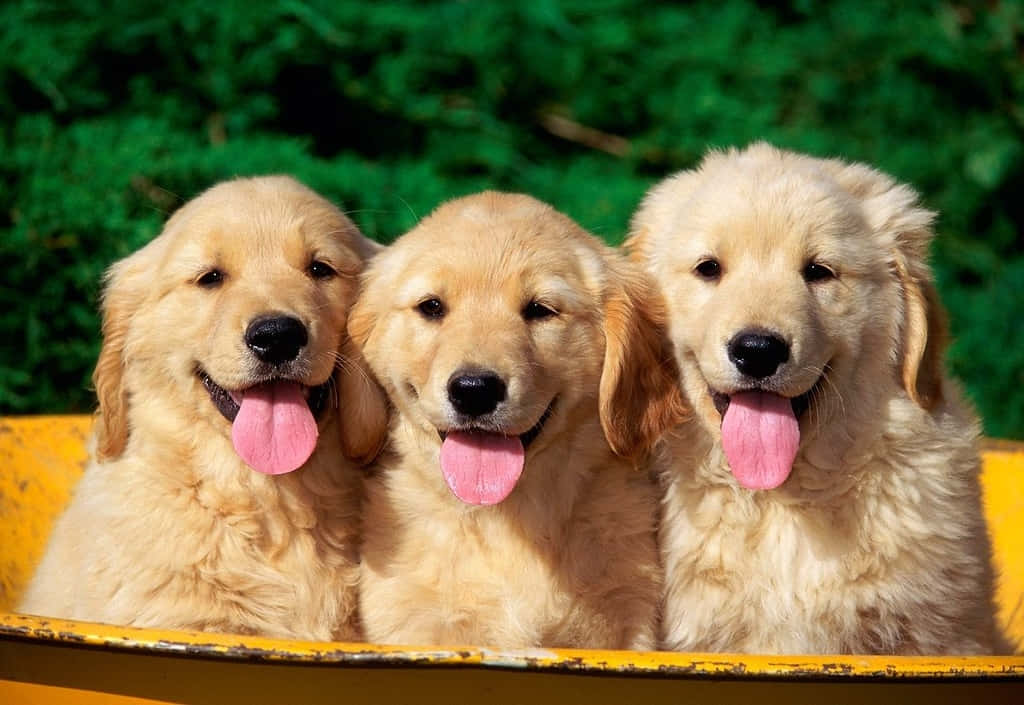 Beautiful Desktop Animals Identical Dogs
