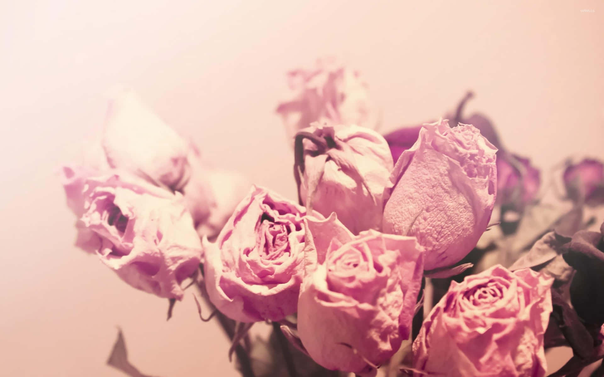 Beautiful Dried Flowers Arrangement