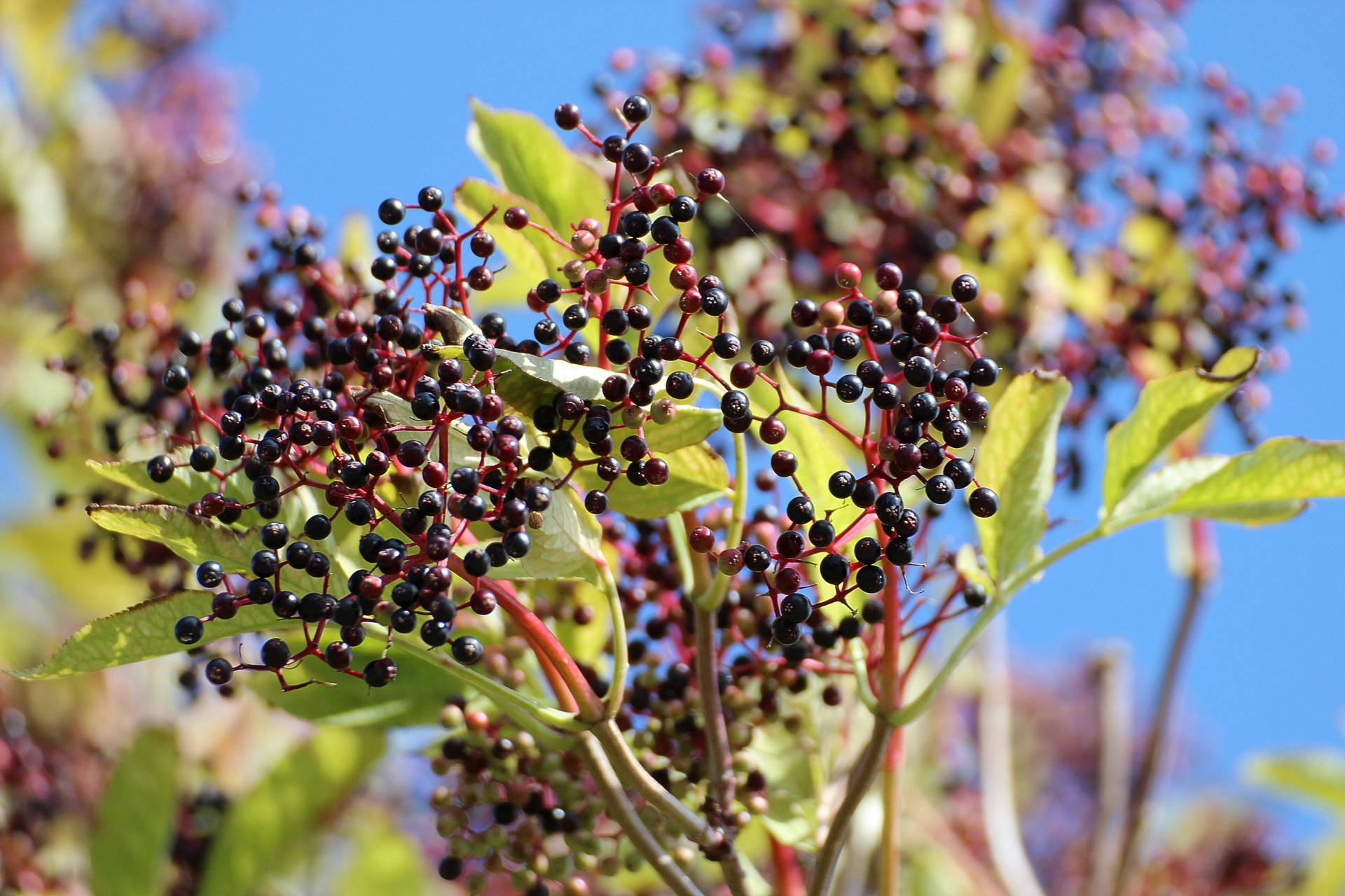 Beautiful Elderberry Harvest Background