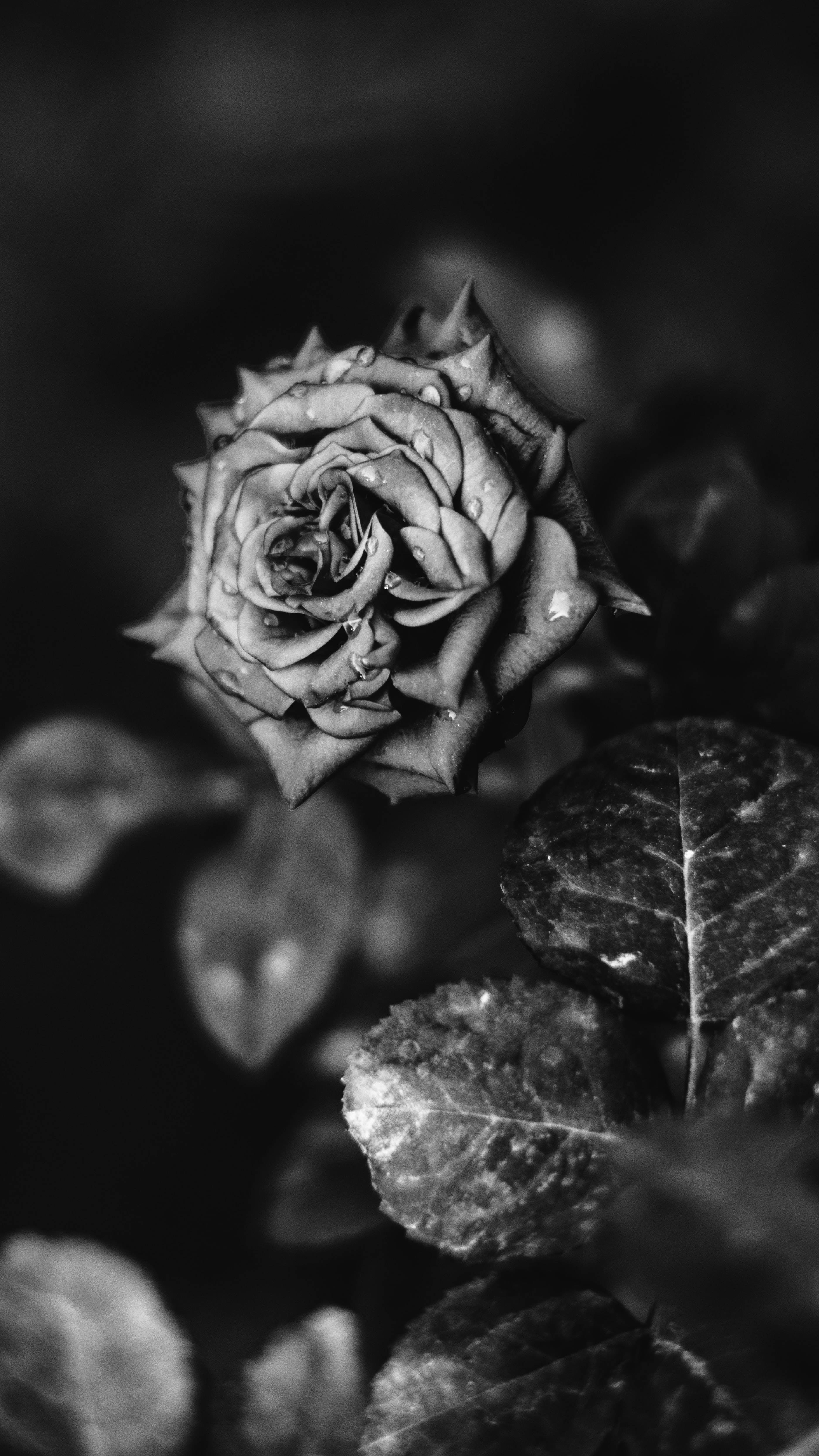 Beautiful Exotic Flower Black Rose Iphone Background