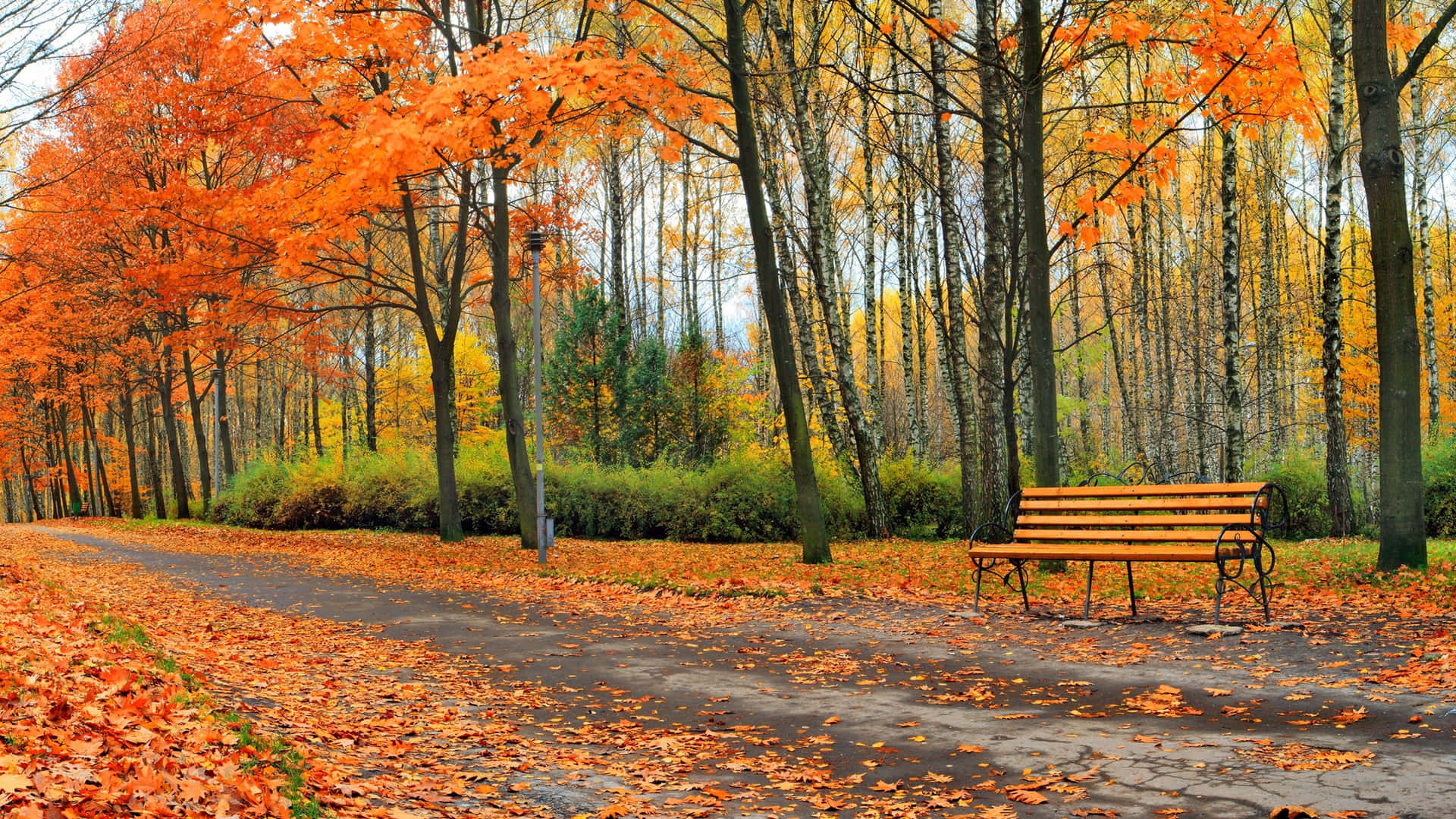 Beautiful Fall Bench On Park Road Picture Background