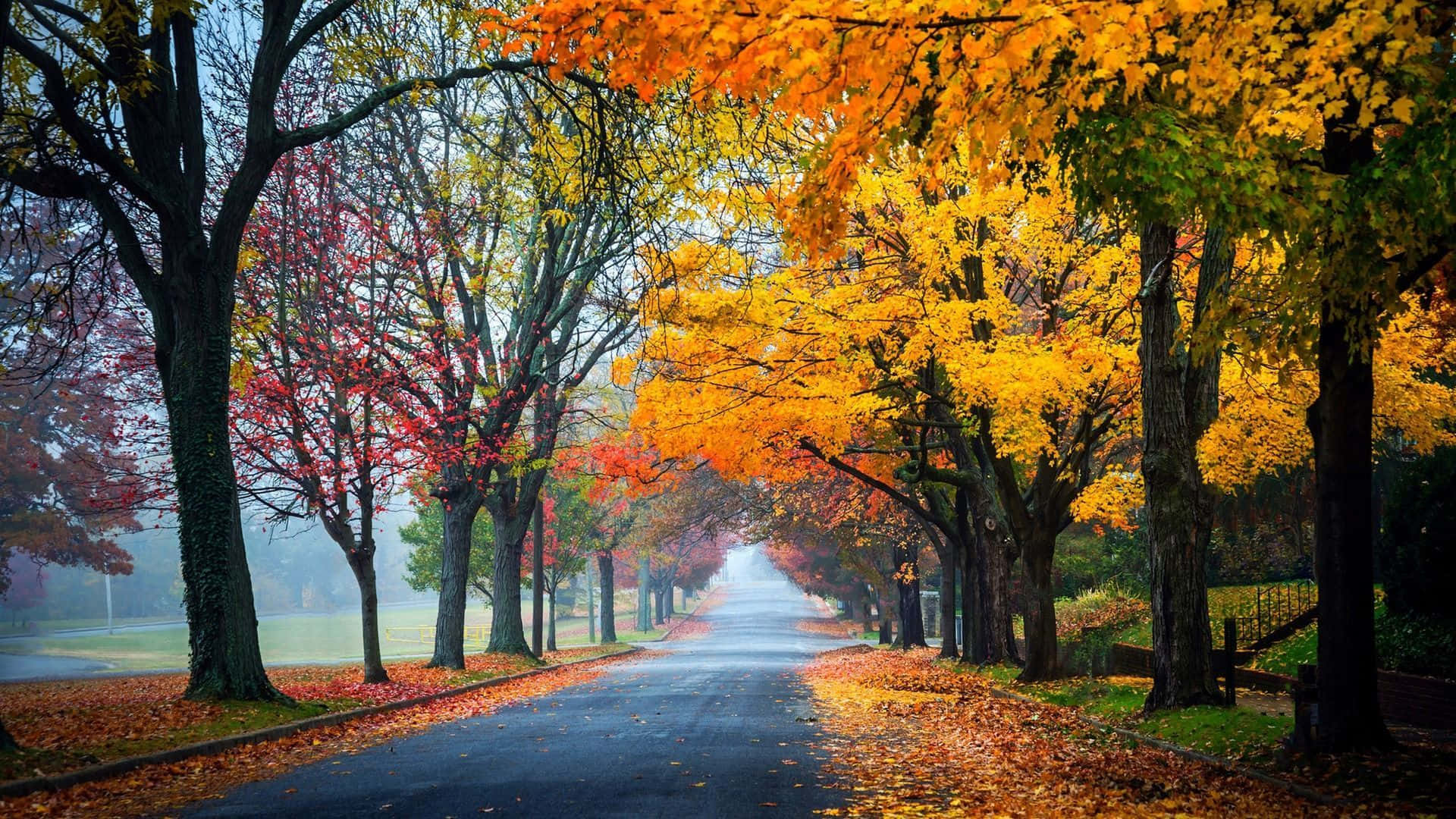 Beautiful Fall Colors In The Park Background