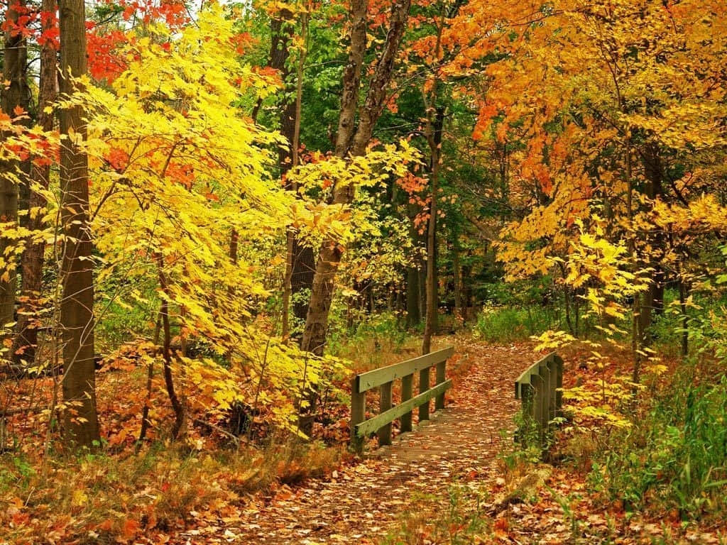 Beautiful Fall Forest Pathway Picture