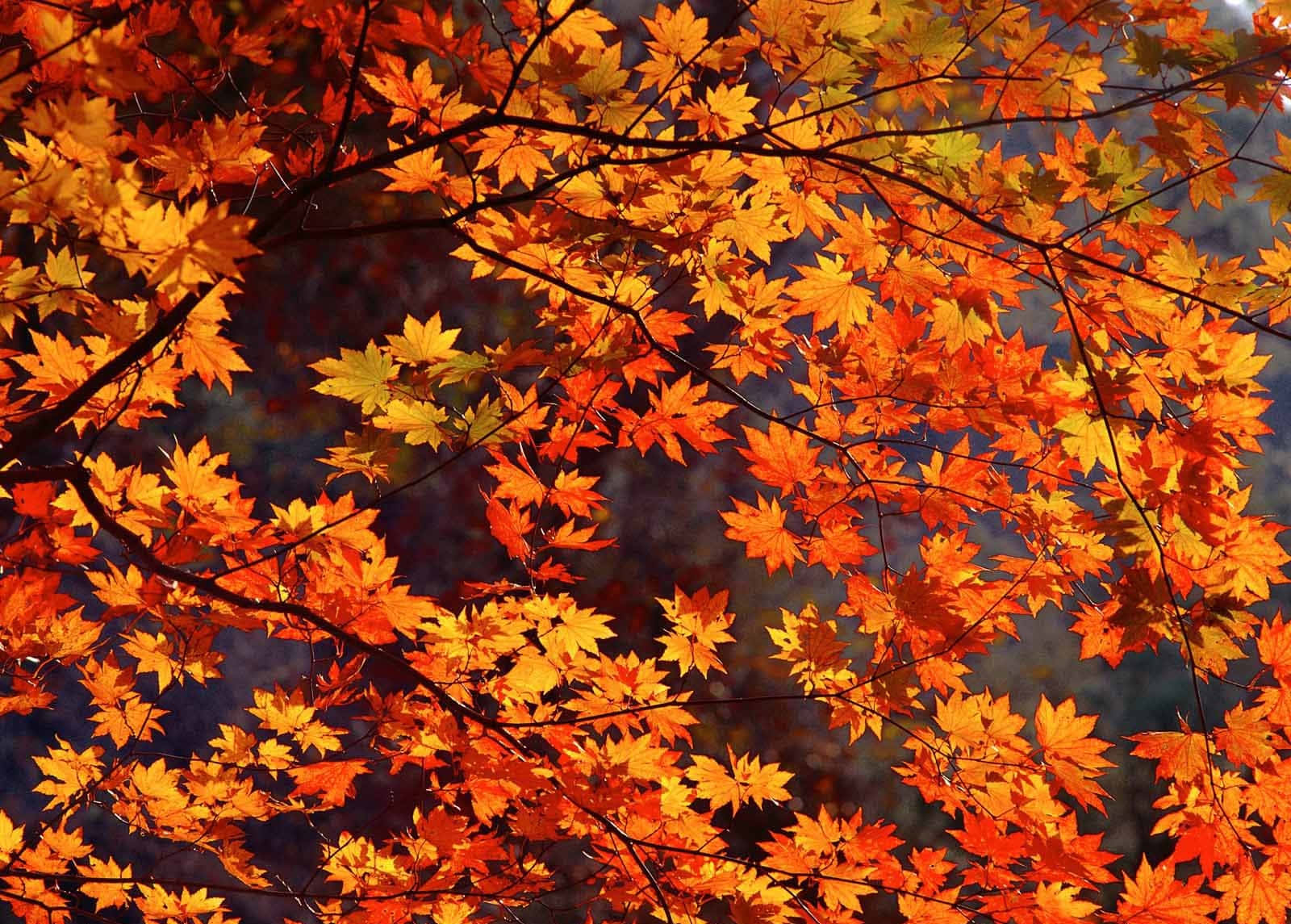 Beautiful Fall Maple Leaves Picture