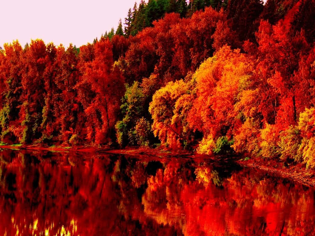 Beautiful Fall Trees Lake Reflection Pictures Background