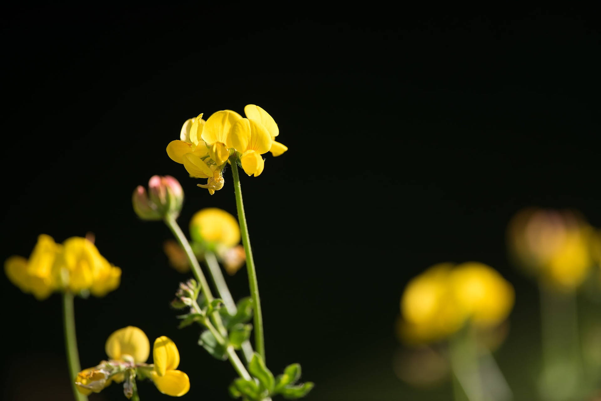 Beautiful Fenugreek Flowers Background