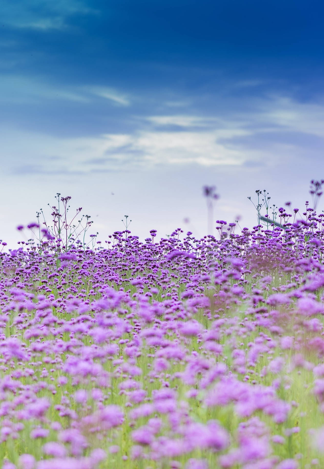 Beautiful Field Of Purpletop Vervain Iphone Background