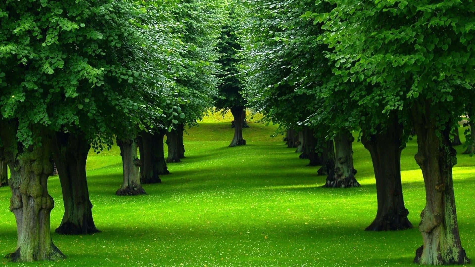 Beautiful Field Trees With Green Grass