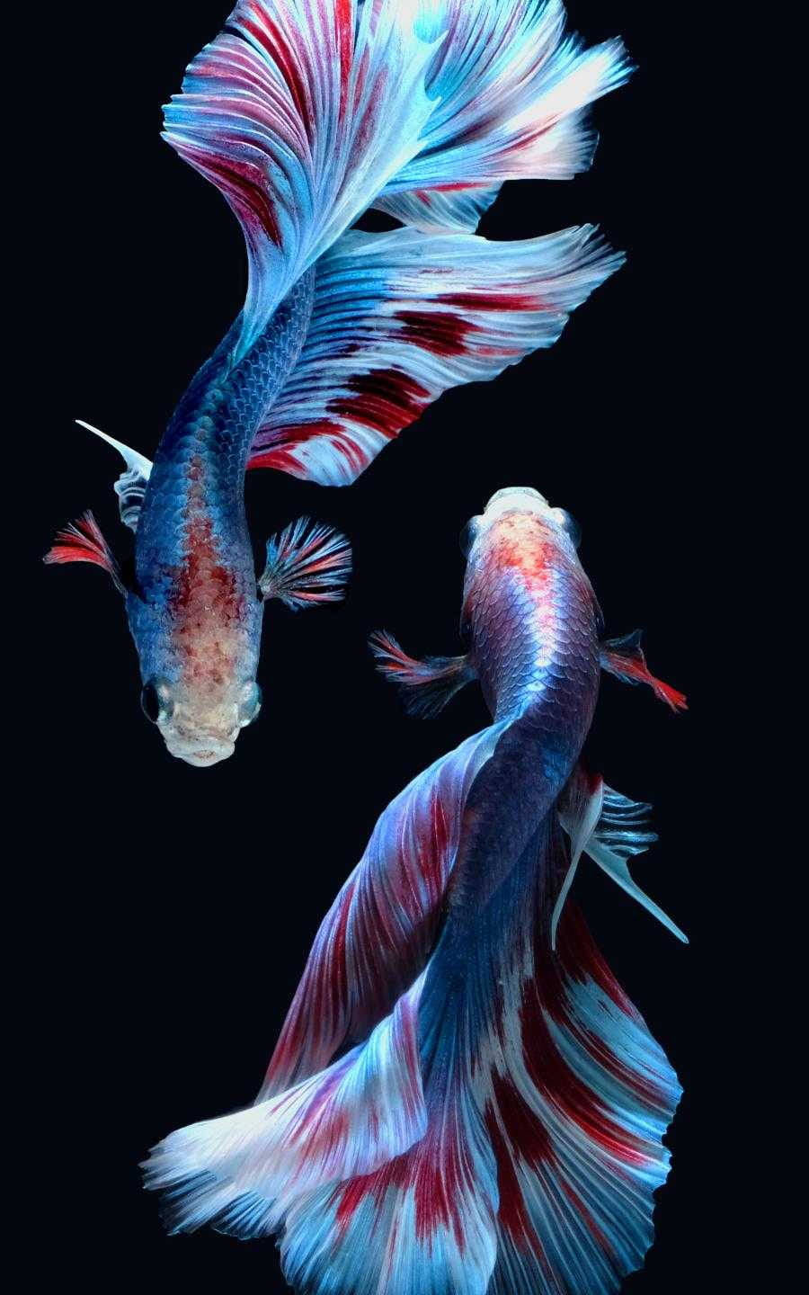 Beautiful Fish Dancing Background