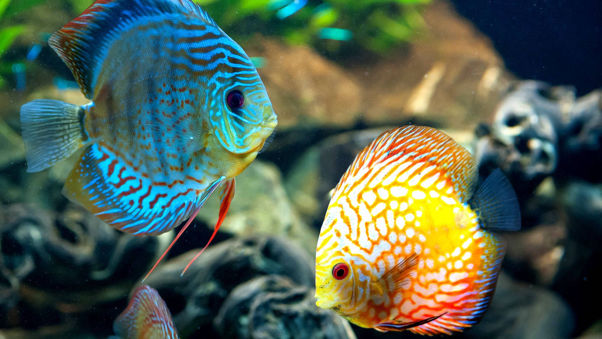 Beautiful Fish Discus Animal Background