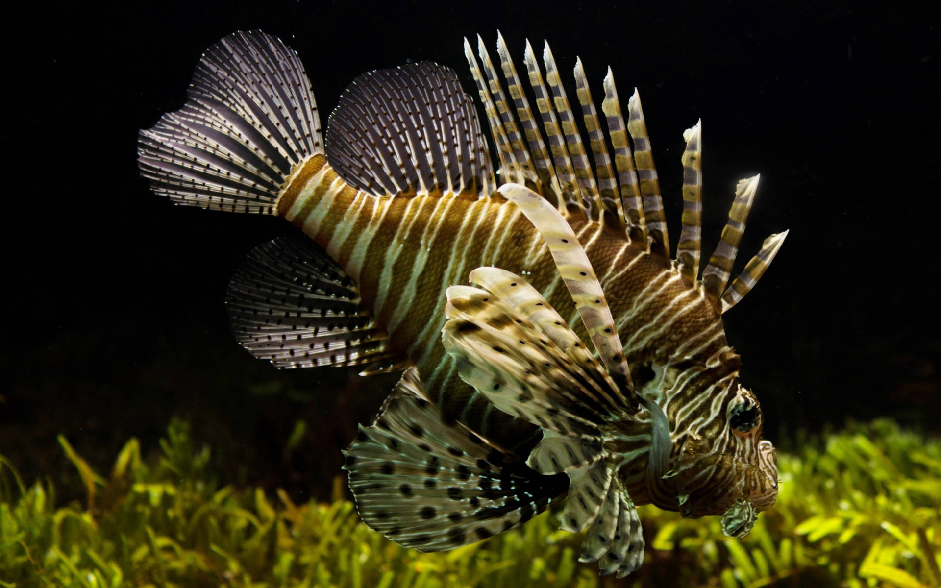 Beautiful Fish Lionfish Background