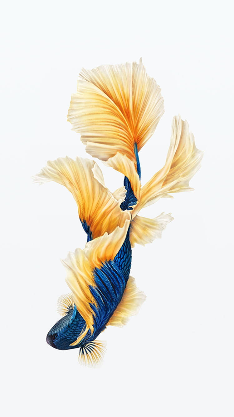 Beautiful Fish Painting Background