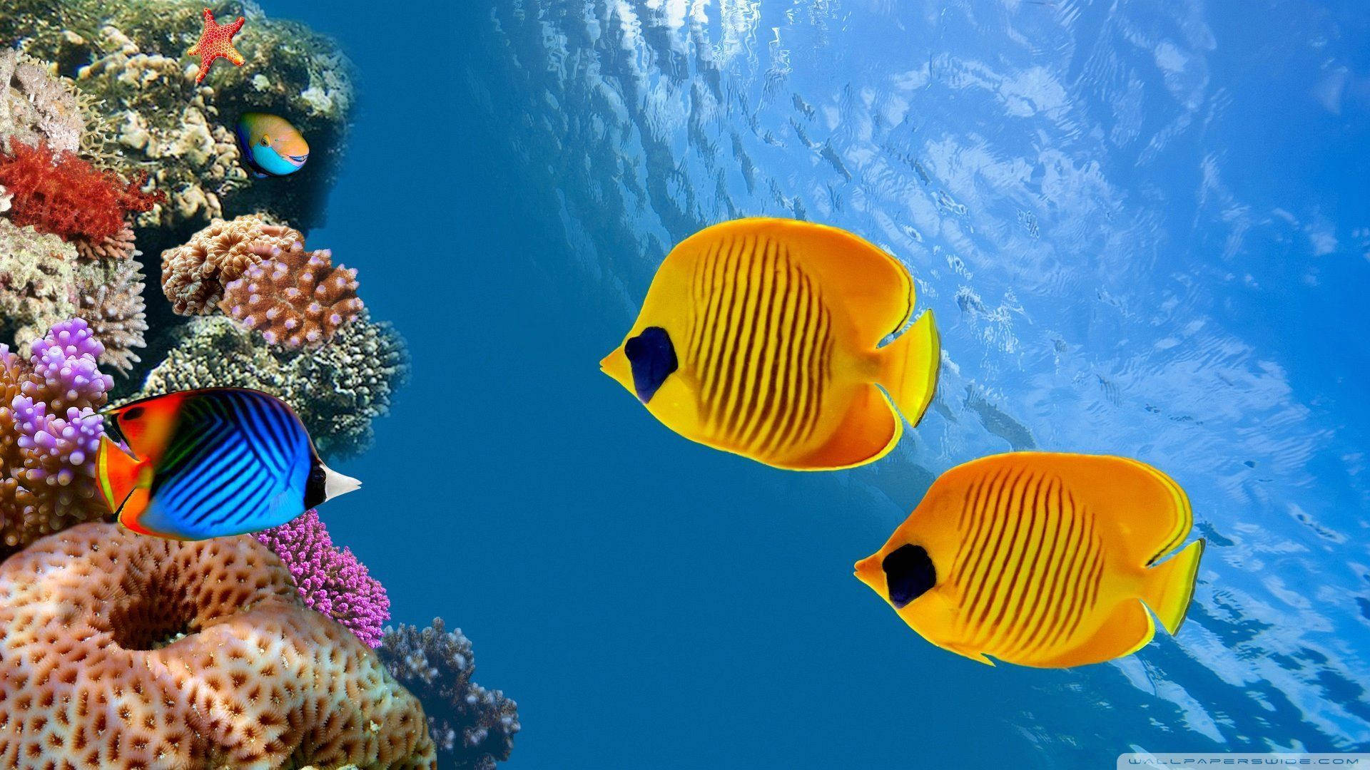 Beautiful Fish Underwater Background