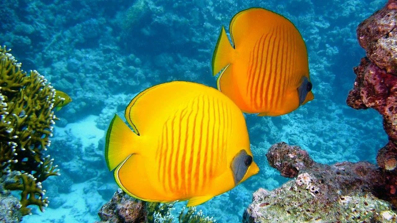 Beautiful Fish Yellow Background