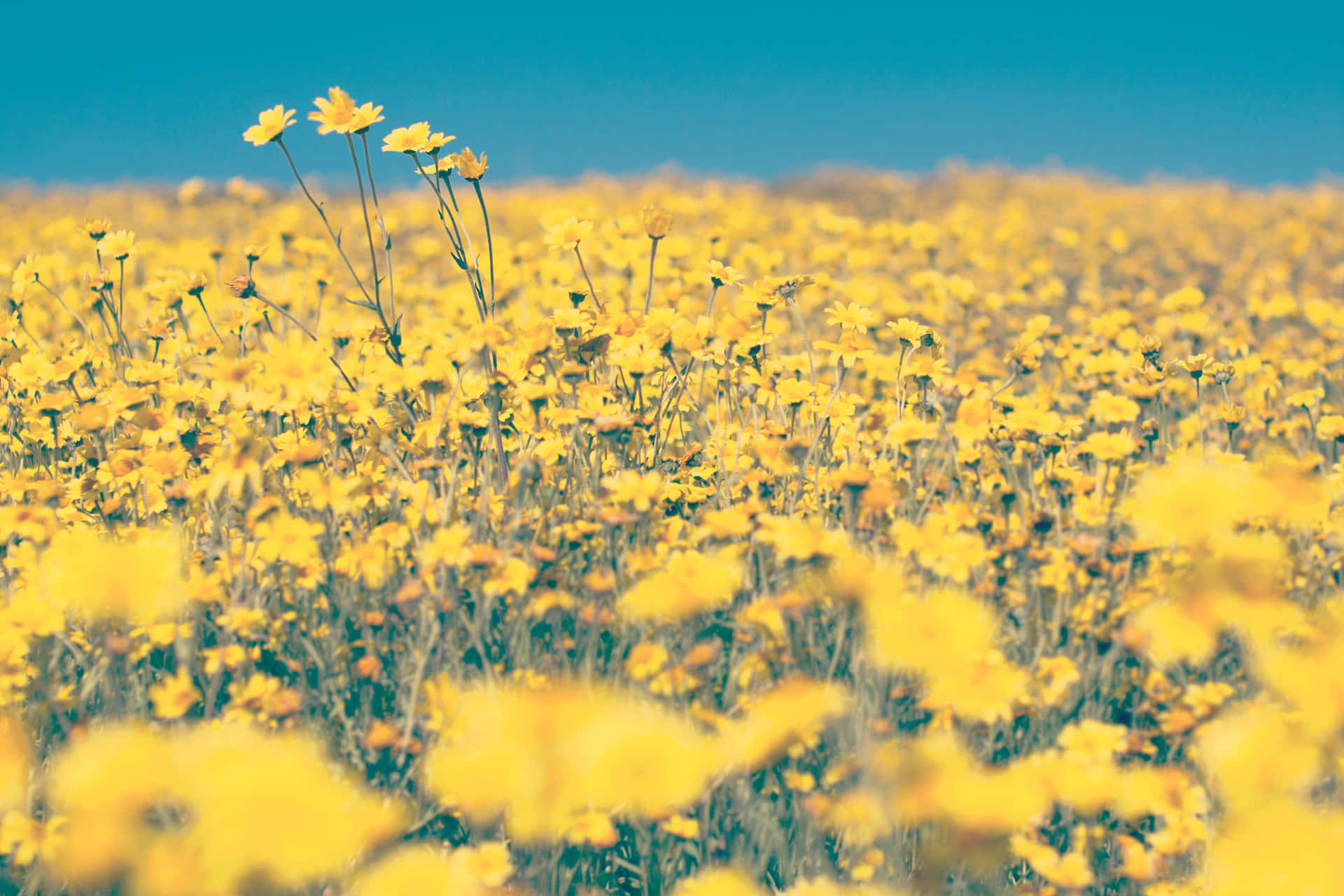Beautiful Flower Field In Yellow Aesthetic Desktop Background