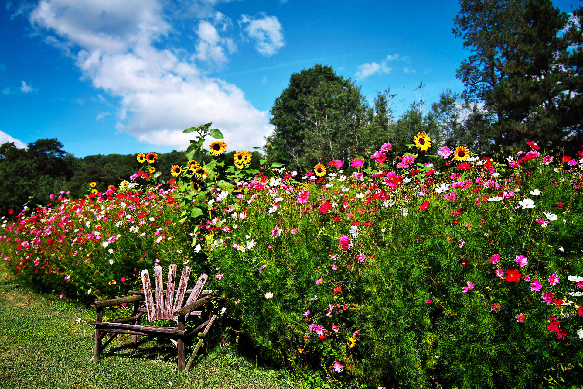 Beautiful Flower Garden With Chair Background