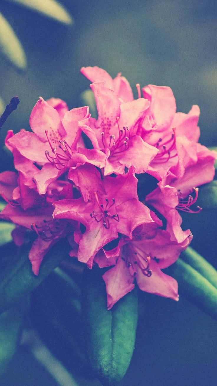 Beautiful Flower Iphone Wallpaper Background