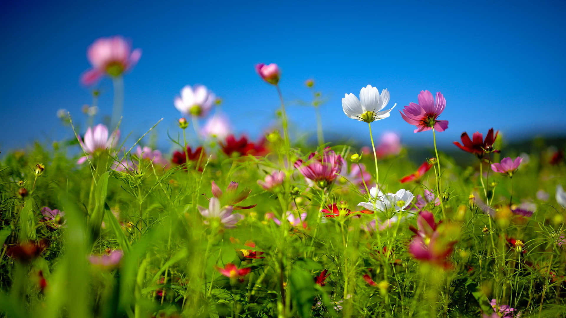 Beautiful Flowers Cute Spring Desktop Background