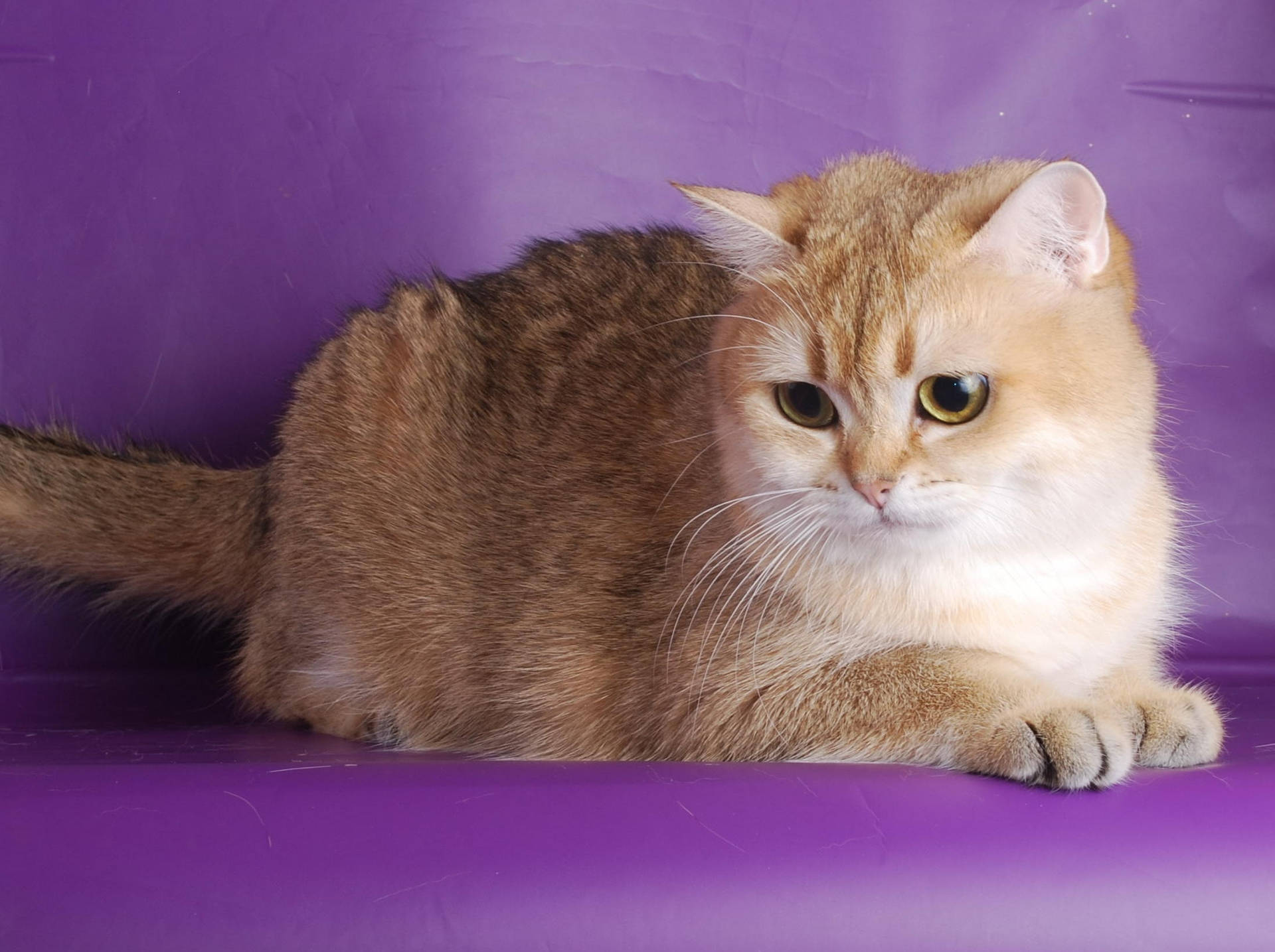 Beautiful Fluffy Cat Background