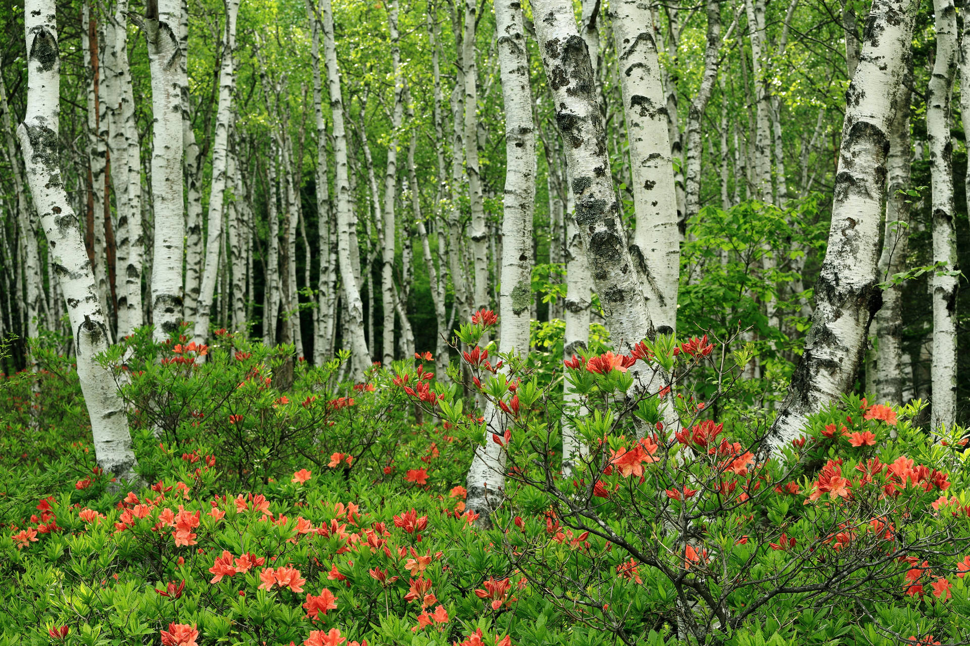 Beautiful Forest Green Birch Tree