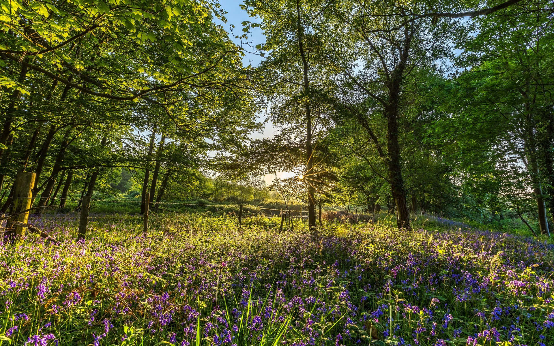 Beautiful Forest New England Summer Background